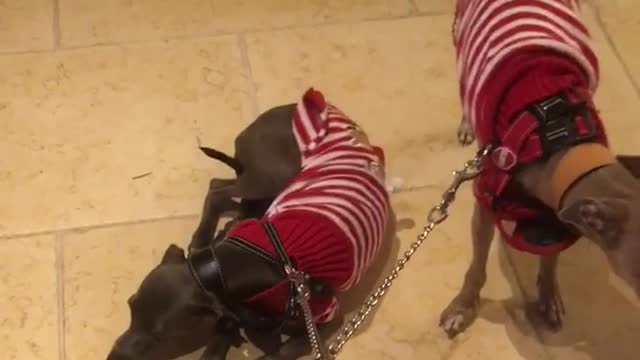 Two dogs on leashes wearing red and white sweaters refuse to walk