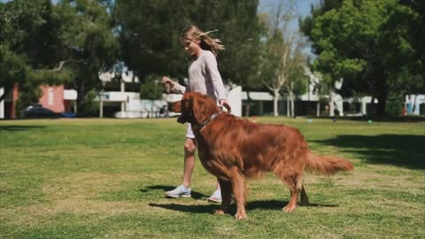 Dog Training Video