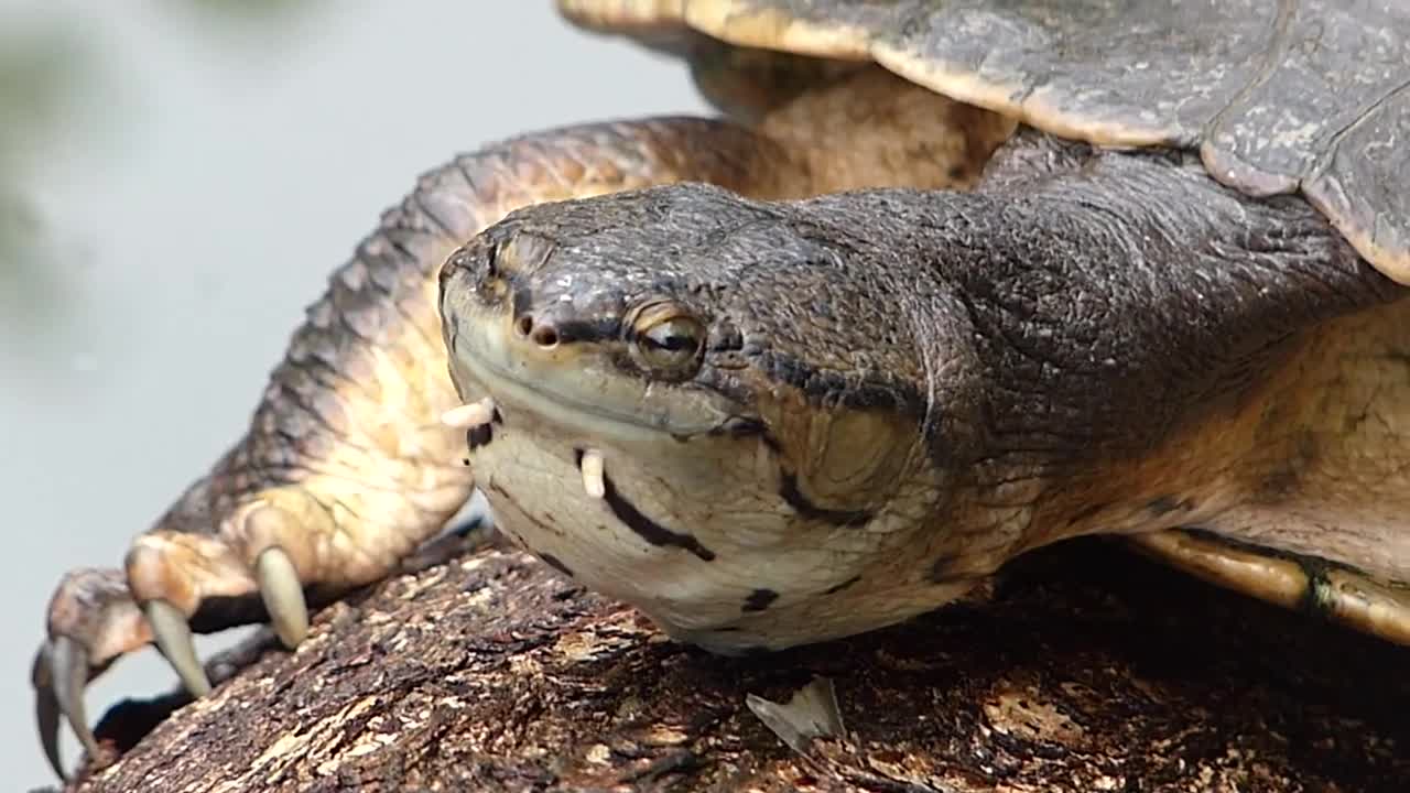 CÁGADOCINZA DE BARBELAS Brazilian Fauna