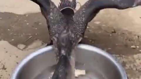 Monster Bird Eating Big Fish