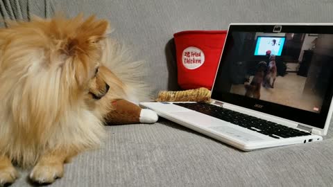 Dogs abruptly reacts to watching dogs on tv