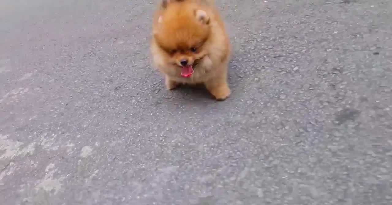 a playful Pomeranian dog fell while running