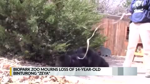 BioPark staff mourns death of Zeya the binturong