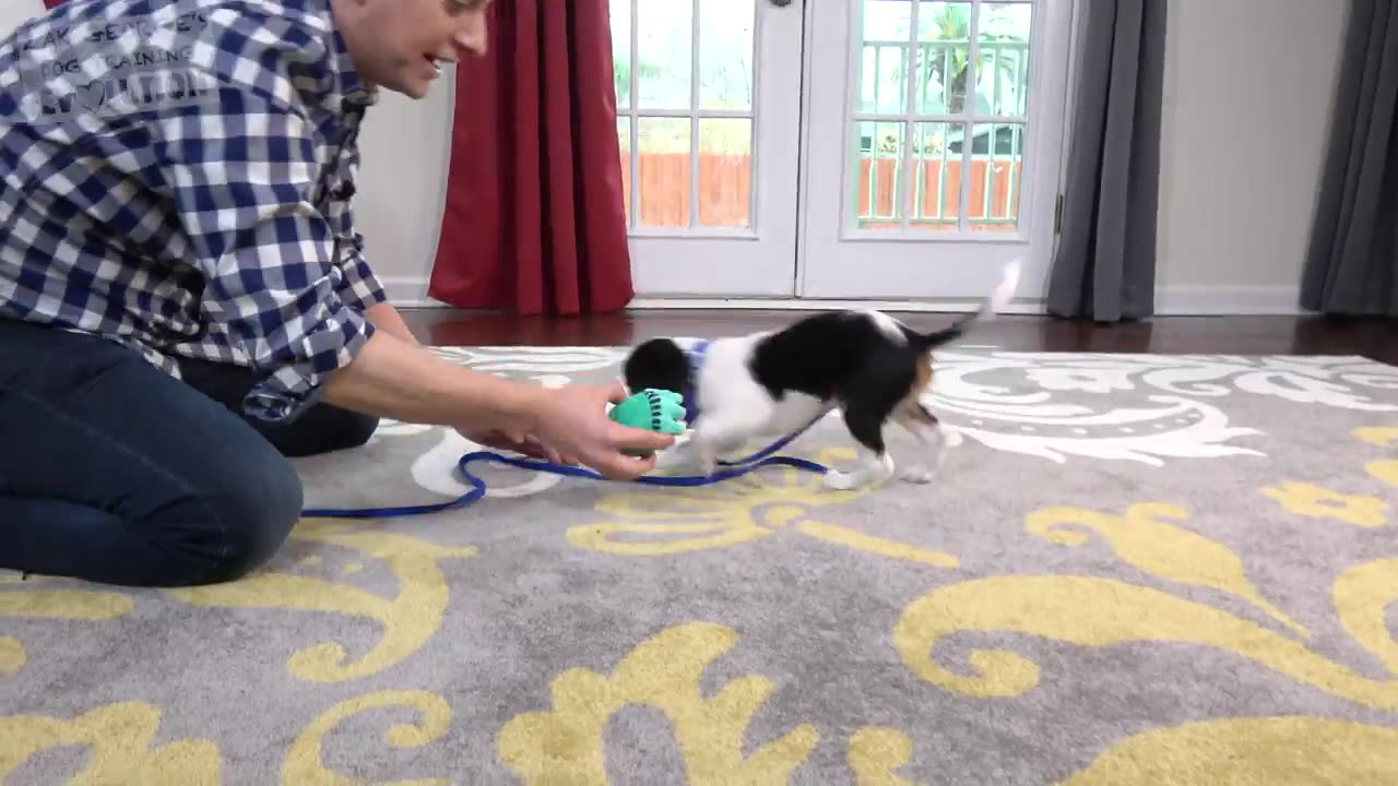 How Many Things Can you Teach your Puppy at Once-