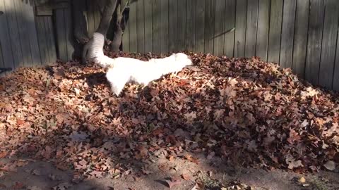 Dog Loves Leaves