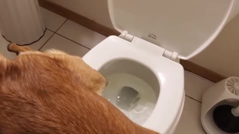 Just a Dog Using the restroom.
