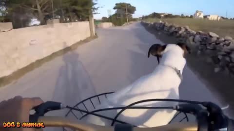 Smart funny dogs video compilation || Smart and Intelligent Dogs in the World