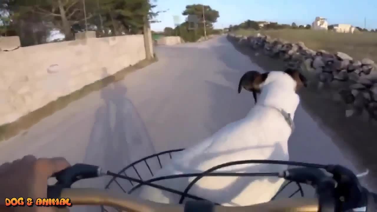 Smart funny dogs video compilation || Smart and Intelligent Dogs in the World