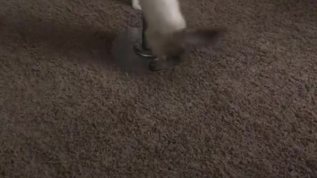 She Has Decided To Become A Stripper