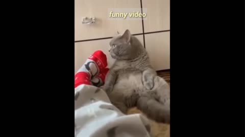 Best fiend Snek And Cat plz watch the Funny video