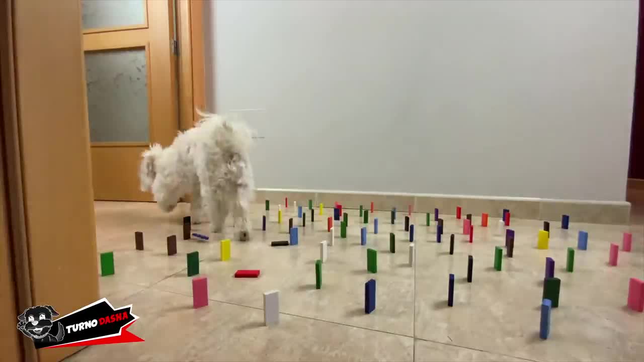 🐶¡Retos para PERROS! Los Mejores Challenge! Anima Dogs🐶
