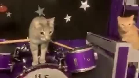 kitty band