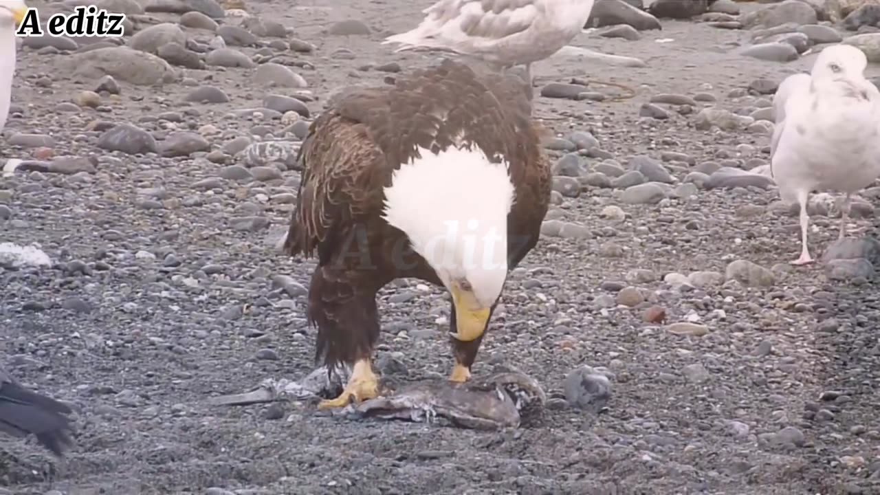 Bald eagle walking planet earth