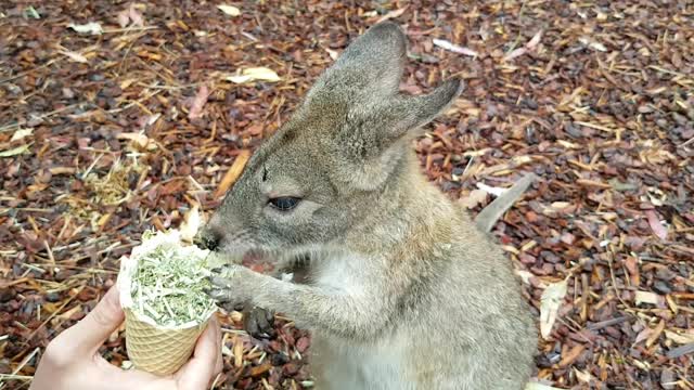 A cute wallaby eats ice cream cone deliciously!