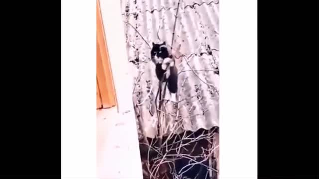 Funniest Animals - Best Of The 2021 Funny Animal Videos