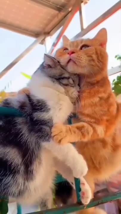 #iloveyou Cats and dogs _ cats meowing _ cats funny videos #shorts