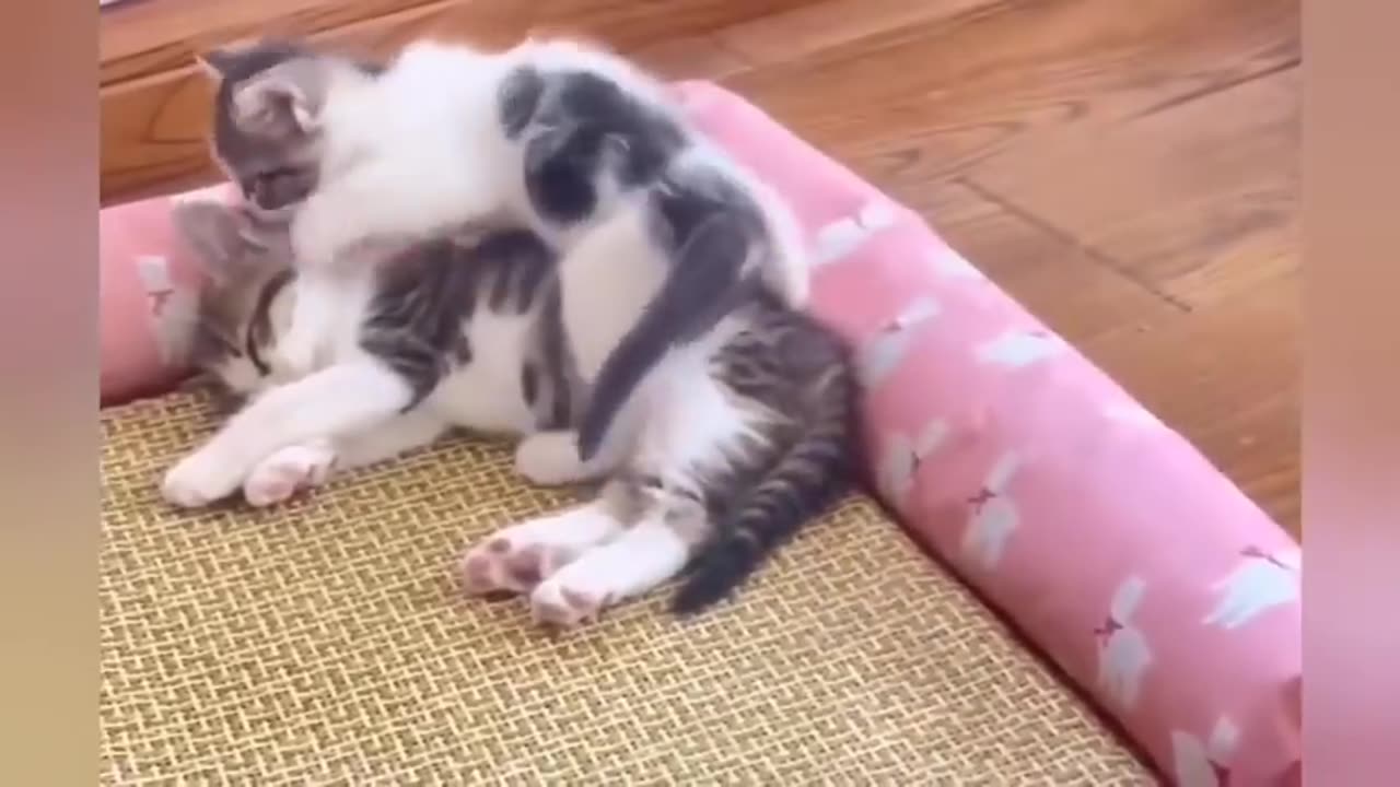 18 minutes of adorable cats and kittens videos to keep you smiling