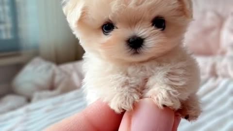 Cute little dog