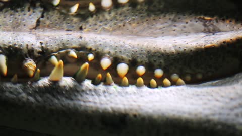 the jaws of a crocodile in the water