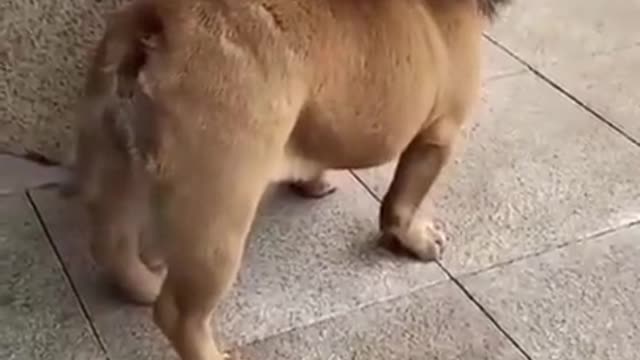 Funny Dog Animal Dressed Like A Lion