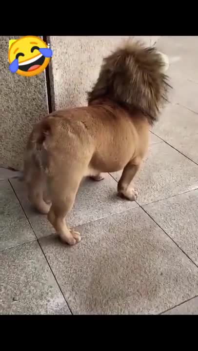 Funny Dog Animal Dressed Like A Lion