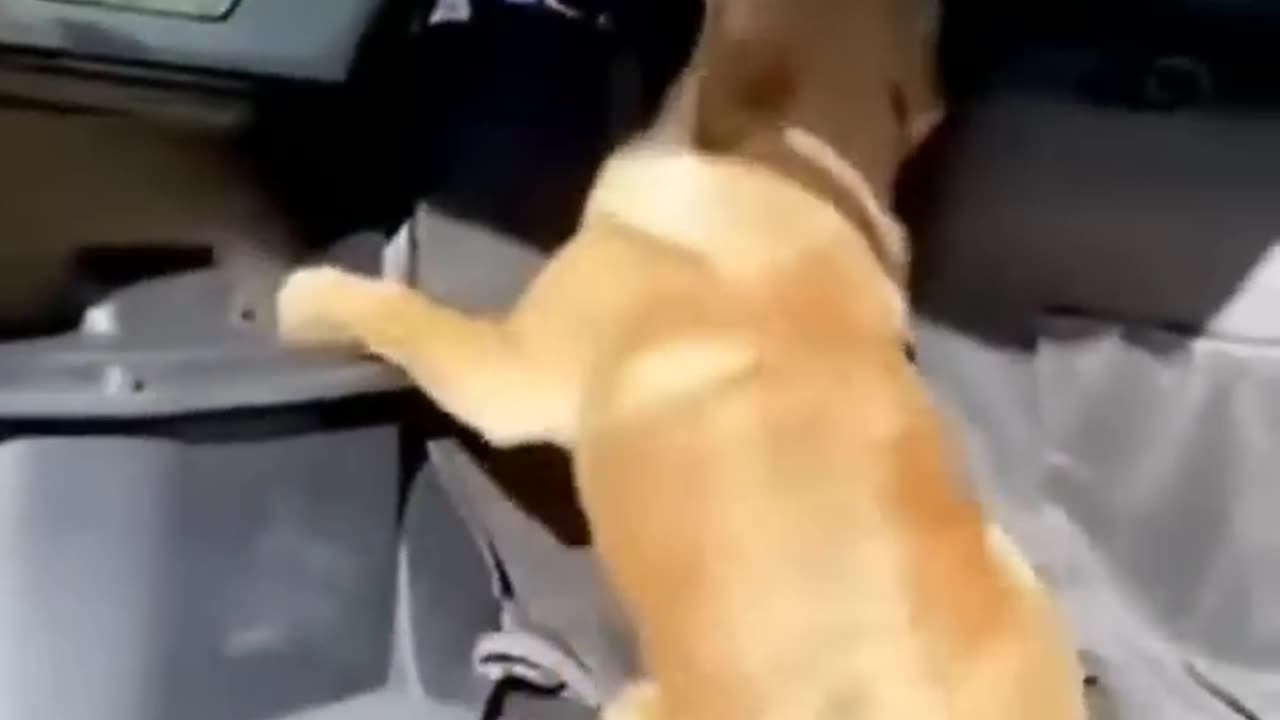 Funny cat videos