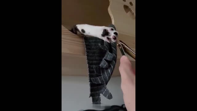 Funniest Cats 2 #Short