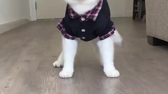 So beautiful and cute cat / funny cat video
