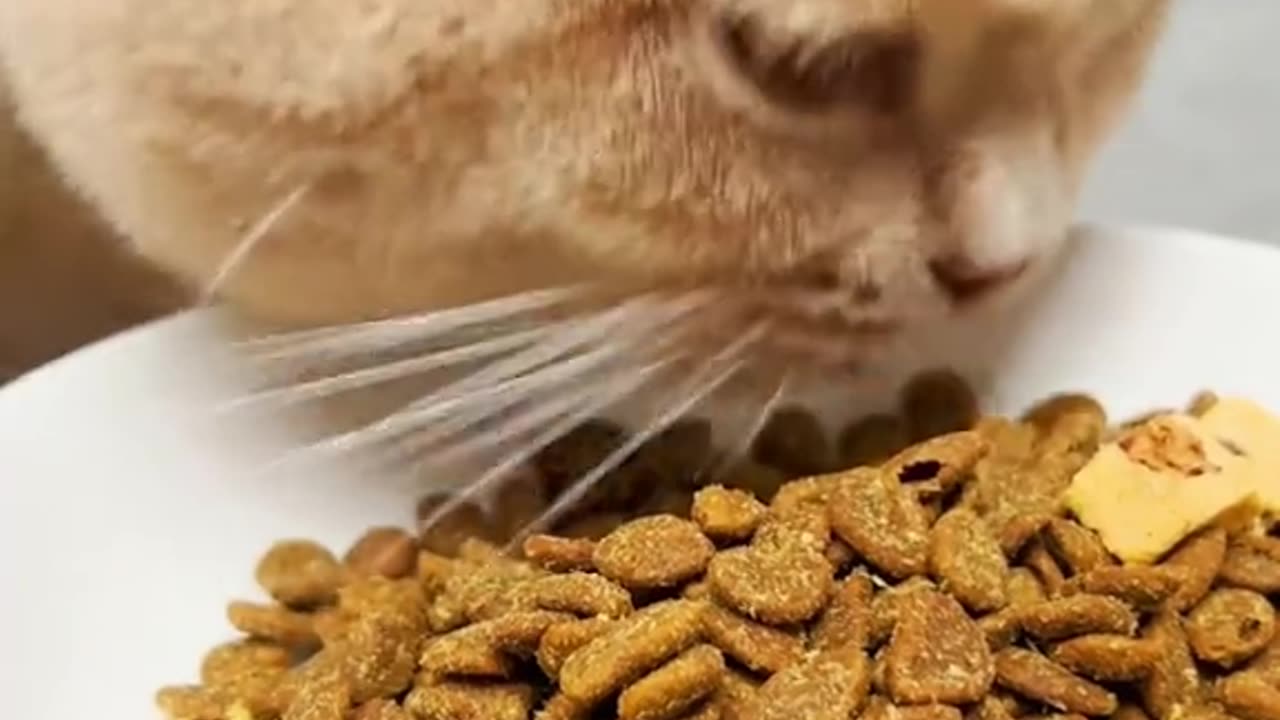 Cat funny video