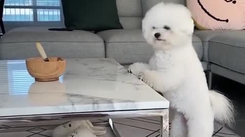 Dogs Funny Videos- Cute Dog Video - Mini Pomeranian Funny Dogs