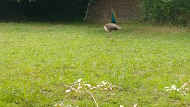 Oooo.. peacock dance