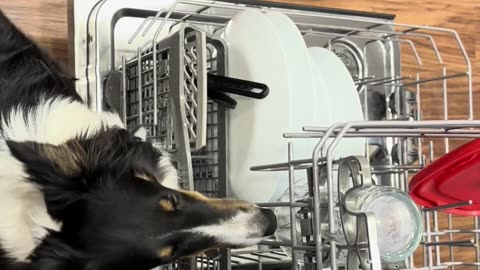 Sheltie the dishwasher assistant