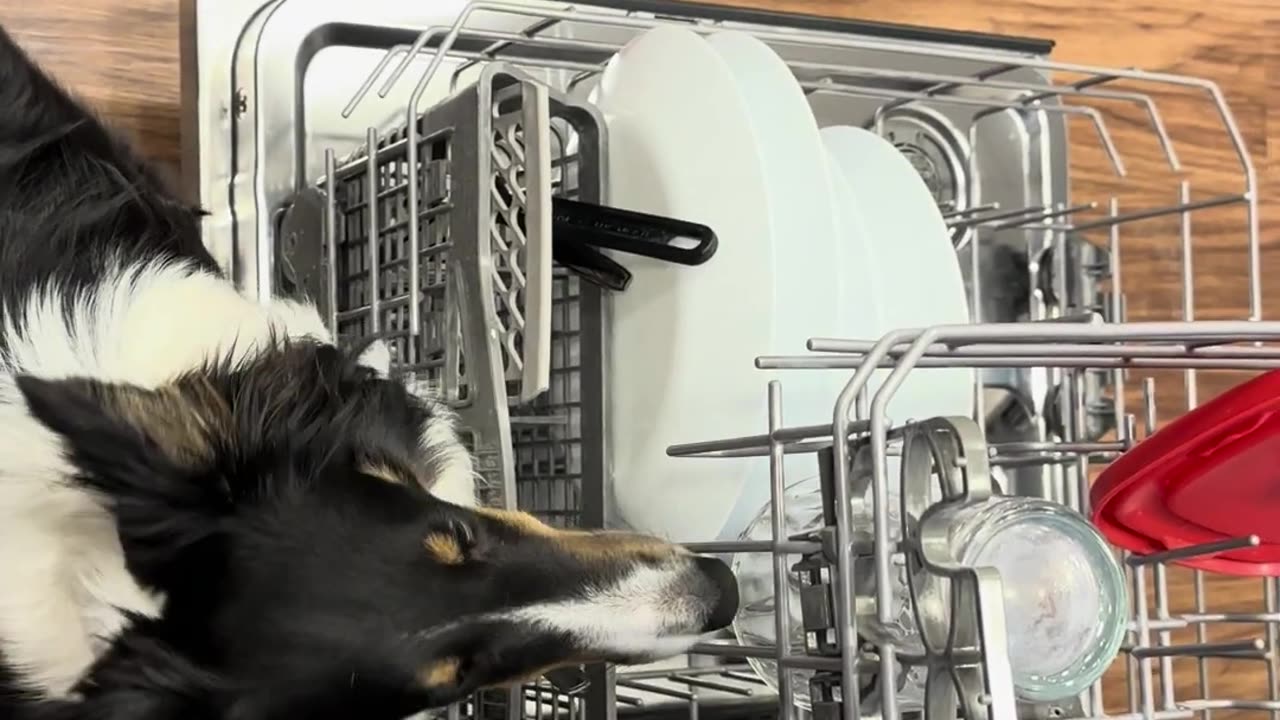 Sheltie the dishwasher assistant