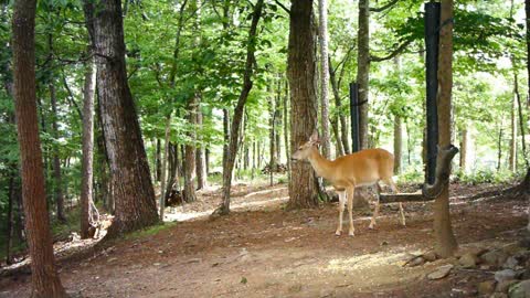The Woods - 07/08/2021