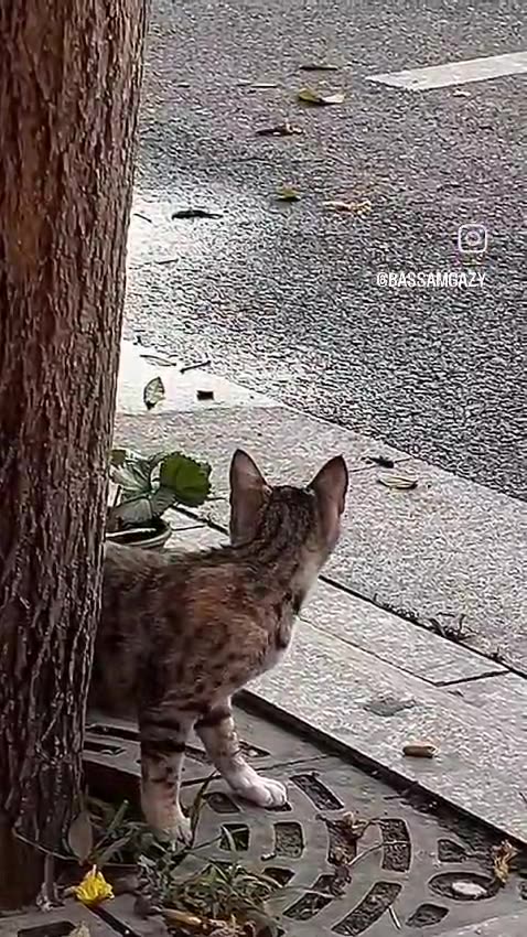 Did you know car honks feel like a bomb to cats? 😹🚗💥🐱"