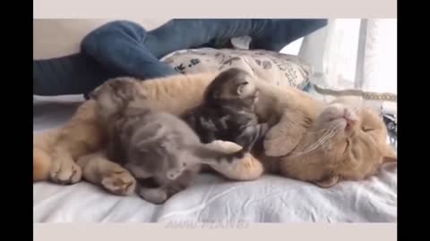 Soo Cute 😍 Happy Mother Cat And Kittens Compilation