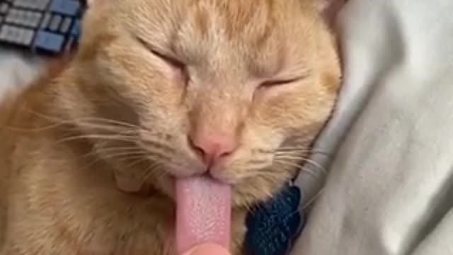 Dragging out my cat’s tongue