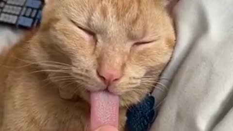 Dragging out my cat’s tongue