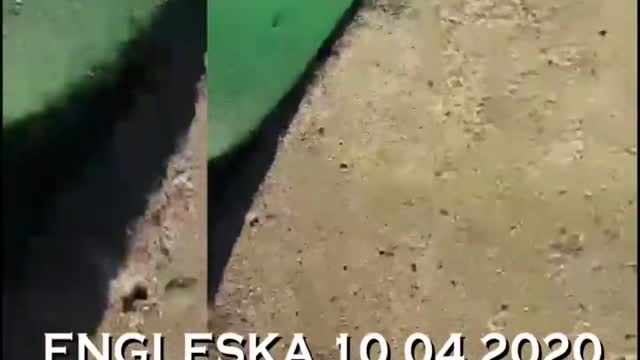 In the video you can see the harmful effects of 5G radiation on flora and fauna