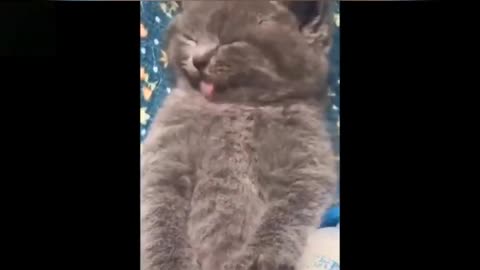 OMG! Most beautifull funny cat