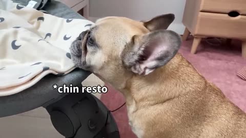 My Dogs Fall In Love With Our Baby _ The Full Story(720P_60FPS)