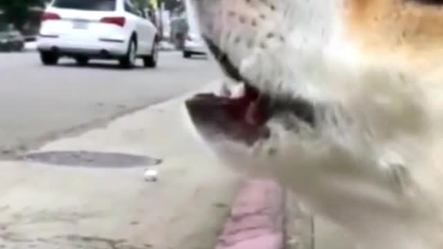 Dog vs ambulance