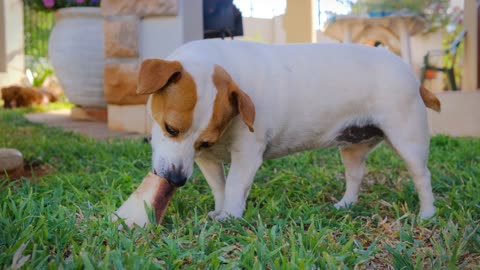 Little Puppy with a Treat