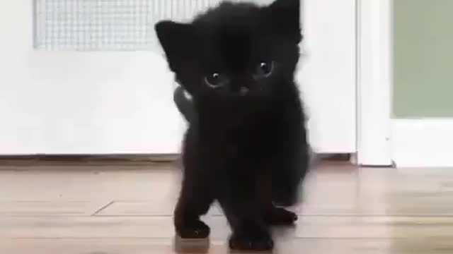 Black kittie.