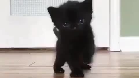 Black kittie.