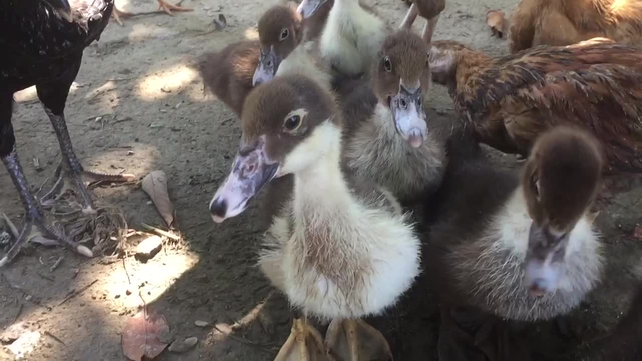 Chicken and duck - animals