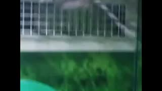 Moussion Impossible.. Escape fail part 1