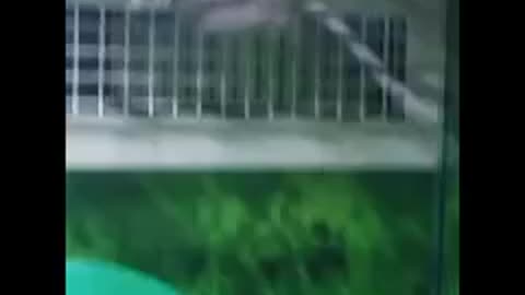 Moussion Impossible.. Escape fail part 1