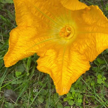 Male vs female squash flower