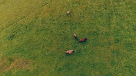 Cows pasturing on a big green grass field